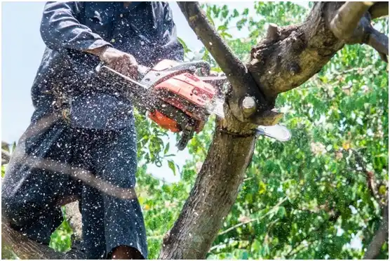 tree services Slinger